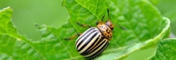 Potato Beetles 1