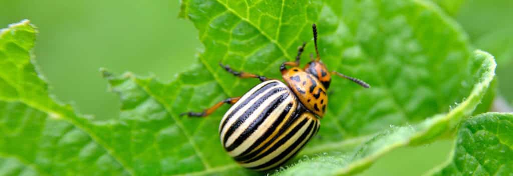 Potato Beetles 1