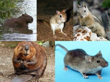 Rodent collage 1