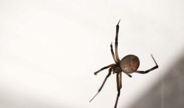 Why Are There So Many Spiders in My House During the Summer e1658357894596 1