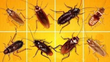 types of roaches 1