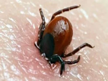 43caf162b8402d7eeebe57aedd3880a0 1