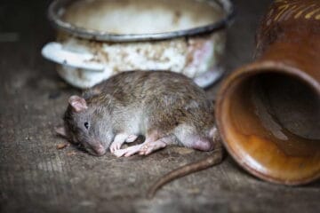 7 Common Pest Control Mistakes and How to Avoid Them Pegasus Pest Control 1