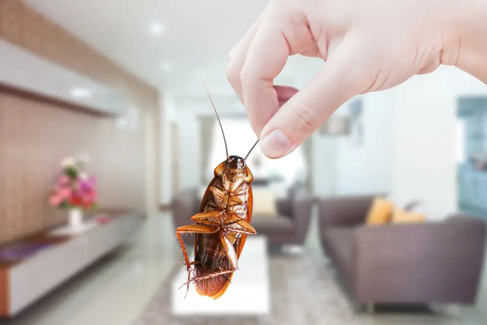 cucarachas pesticidas shutterstock 2098957708 1