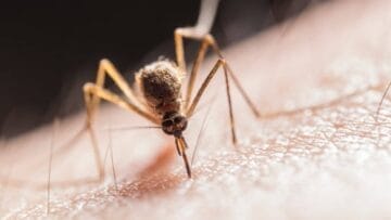 mosquito 1280x720 1 1