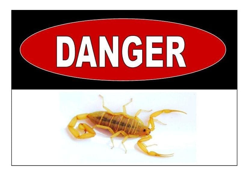 scorpion danger 1
