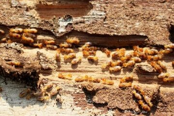 termites causing damage in lexington sc 1