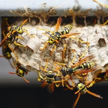 wasp nest macro royalty free image 1648150513 1
