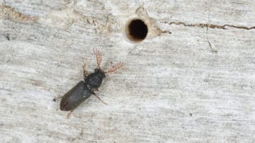 wood borer 1.jpg 1