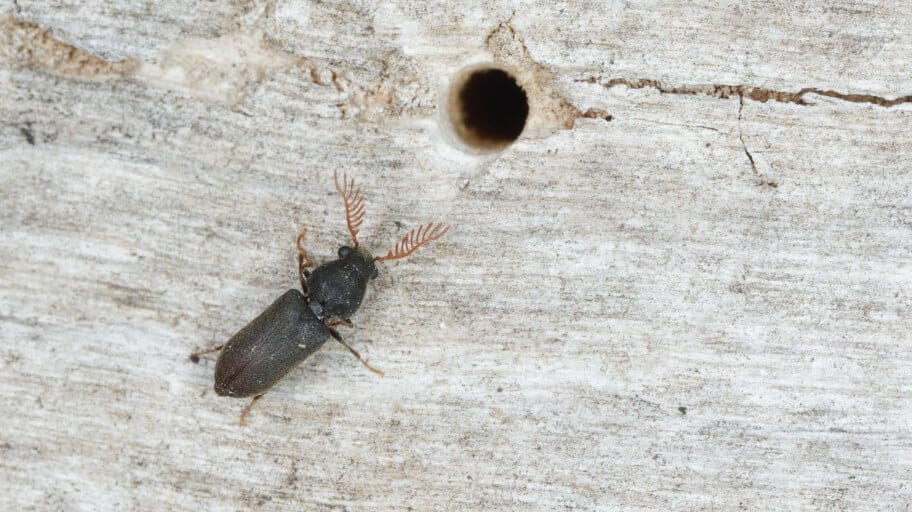 wood borer 1.jpg 1