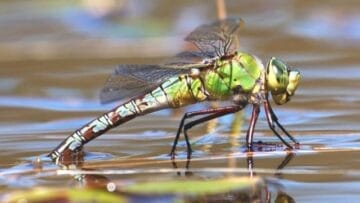120408935 emperordragonfly davesmallshire 1