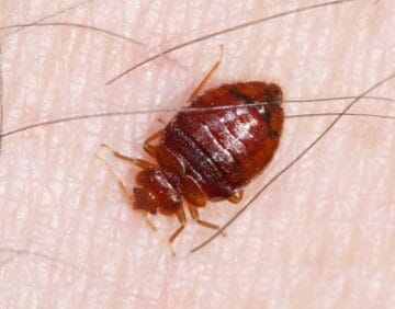 Bed bug2 1
