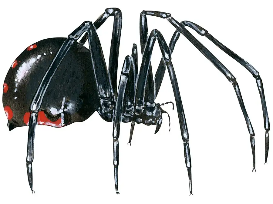 Black widow spider 1