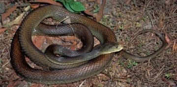 snake 768x380 1 1