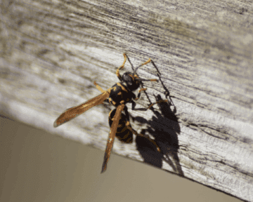 wasp on wood 1