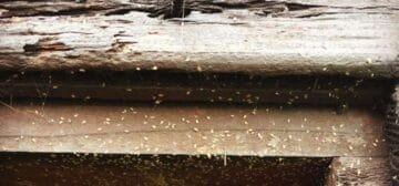 wood mites infesting 1