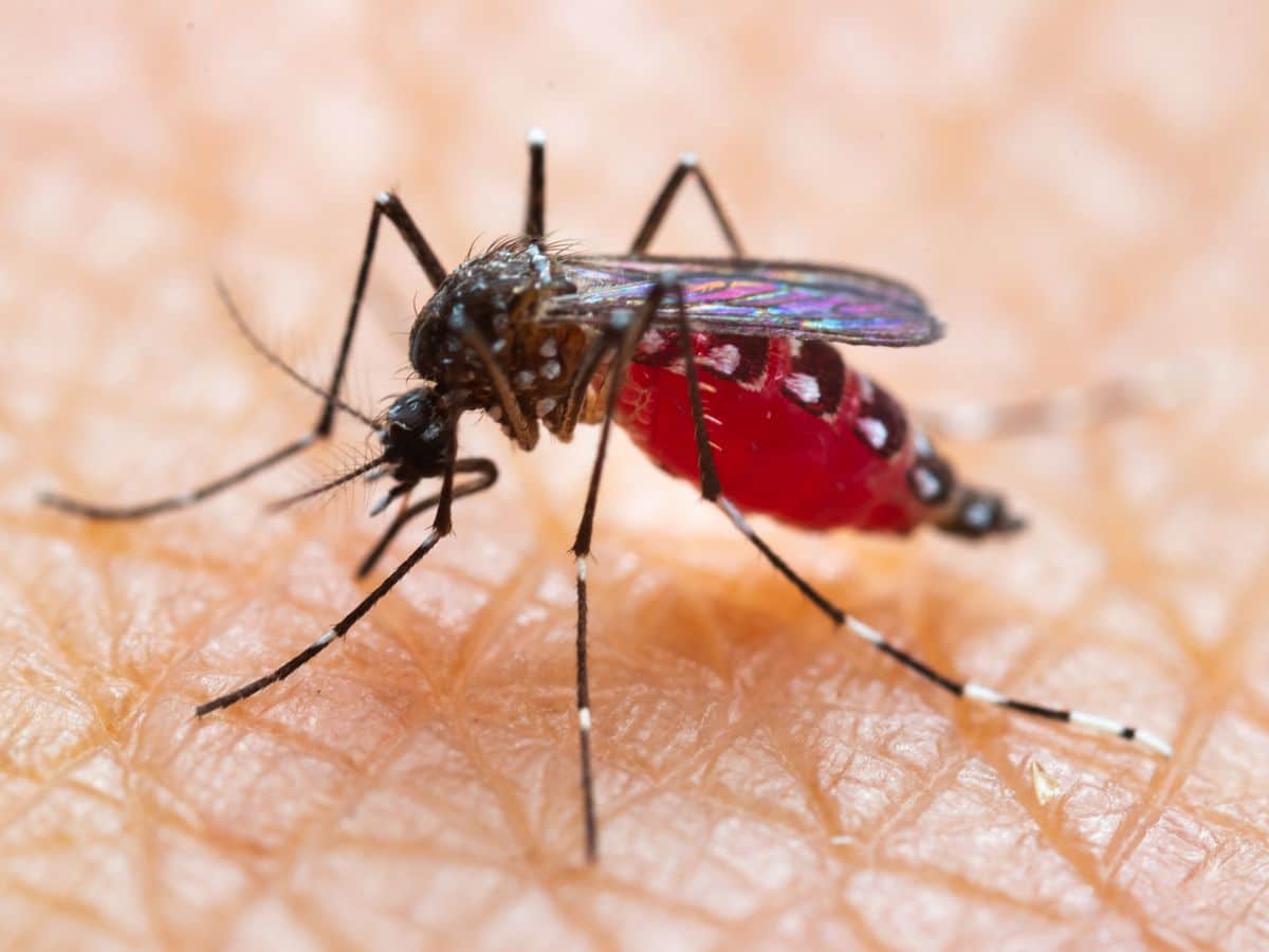 1 Aedes aegypti Mosquito Super macro close up a Mosquito sucking human blood 1