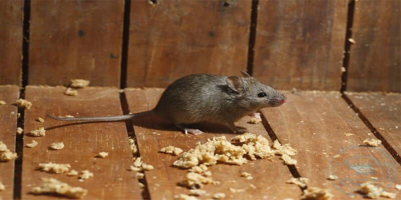 7 ways to drive rats out house 1