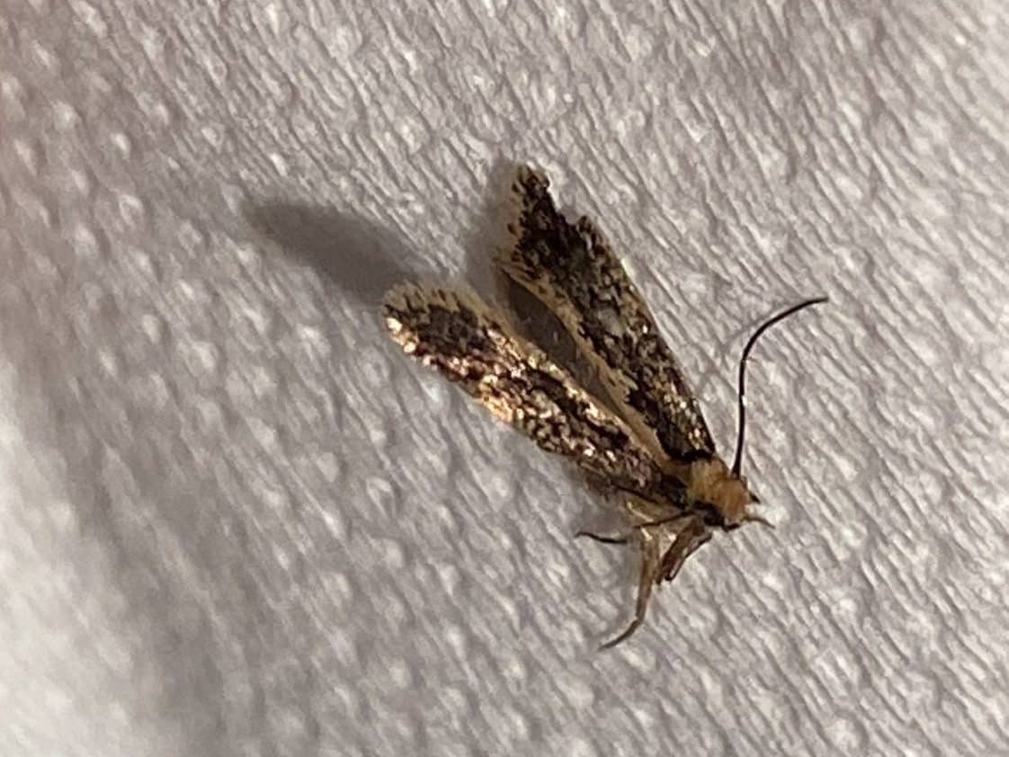 التخلص من عث الملابس