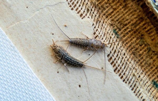 How Can Silverfish Damage Your Home 1