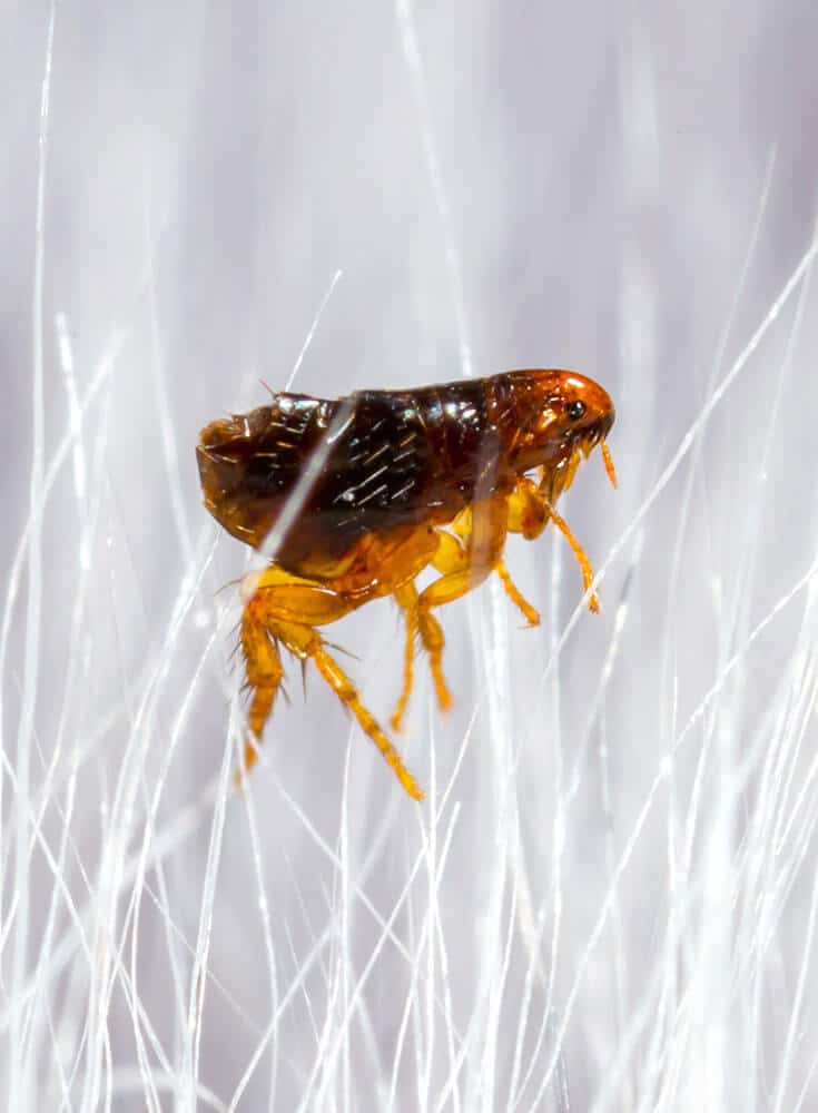 ما مدى خطورة البراغيث؟