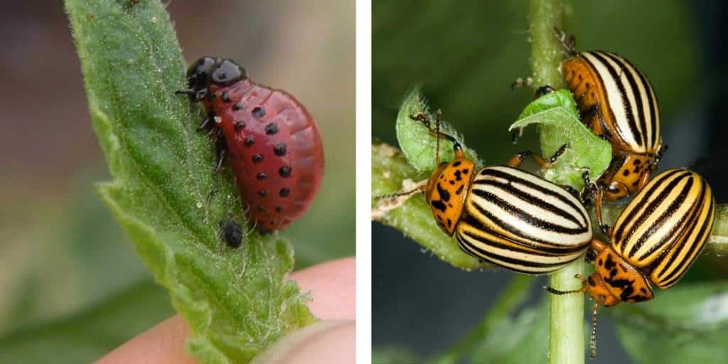 W 00712 00 Colorado potato beetles larva adult vegetable pest 1