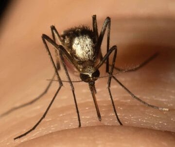 aedes scapularis custom 00196e8fac0682081b860f33c85848d5f6533275 1
