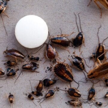 cockroache trap 540x540 1 1