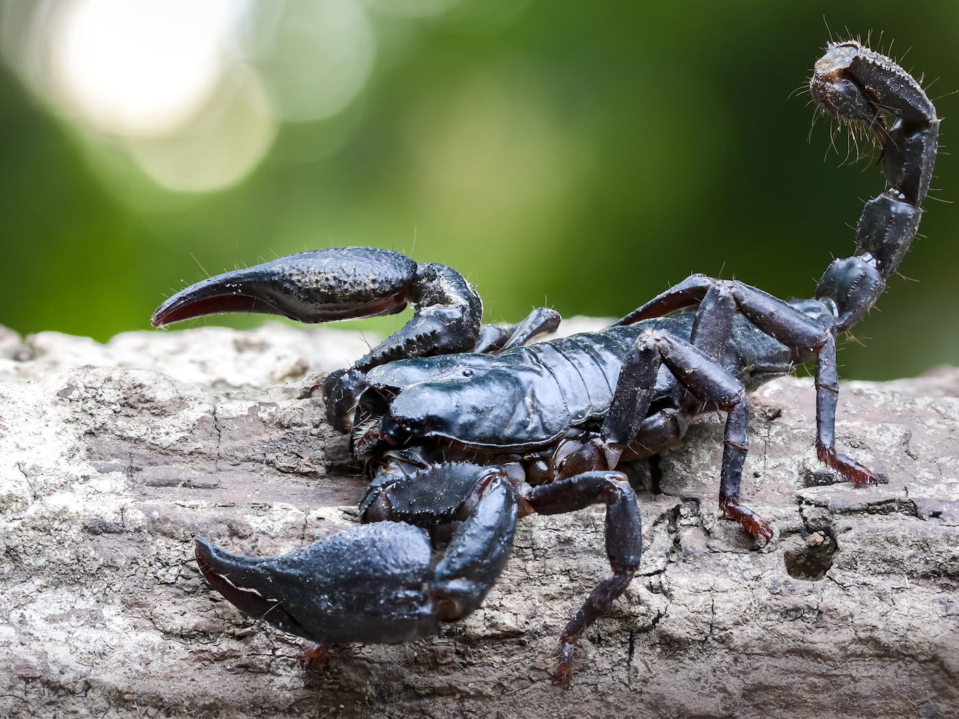 مخاطر لسعات العقرب