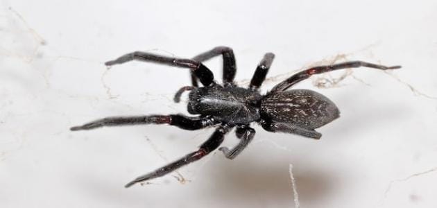 كيف تتخلص من العناكب وخيوط العنكبوت من منزلك