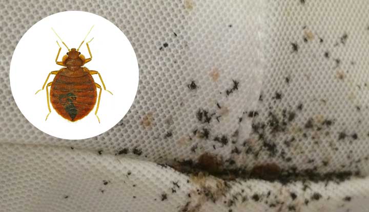 17847 bed bugs 1
