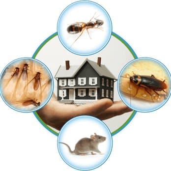 مكافحة الآفات والقوارض