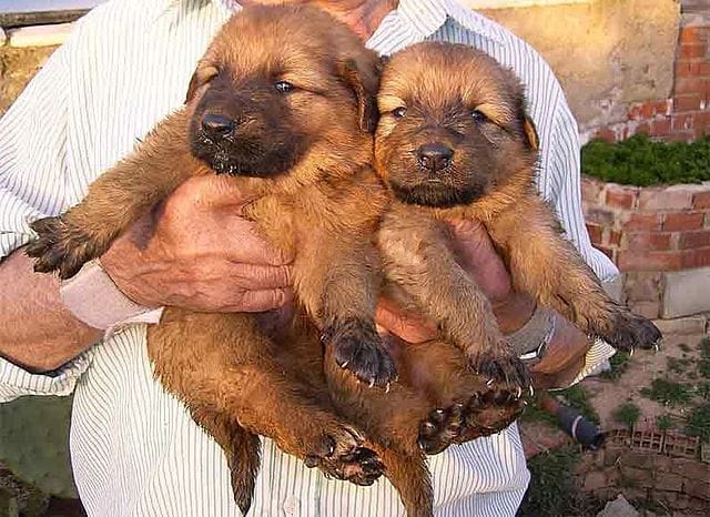 640px Cachorros de pastor garafiano 1
