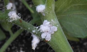 Mealybugs 1