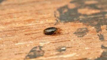 featured image bed bug 1
