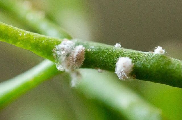 how to control mealybugs 1902890 closeup 56d 1