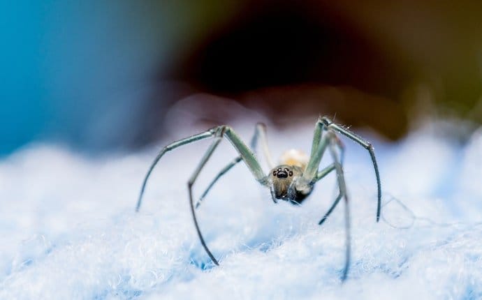 spider in bed 1