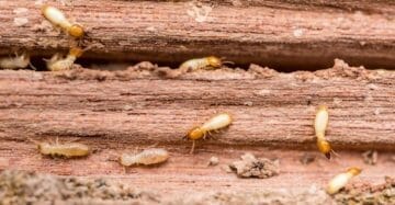 termites 1