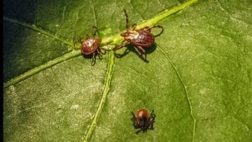 ticks mn 1
