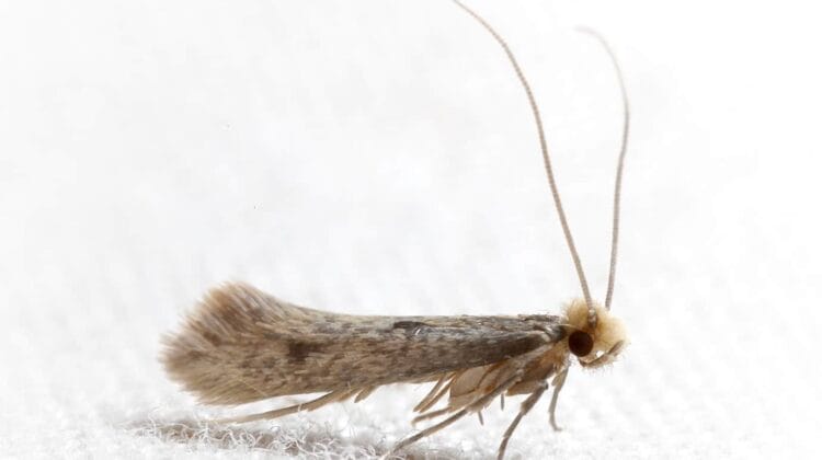 وجدت حفرة فراشة في سترتك المفضلة؟ إليك ما يجب القيام به