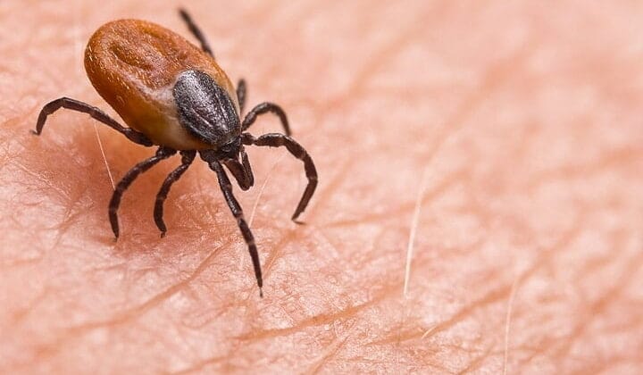 ما هي أعراض لدغة القراد؟