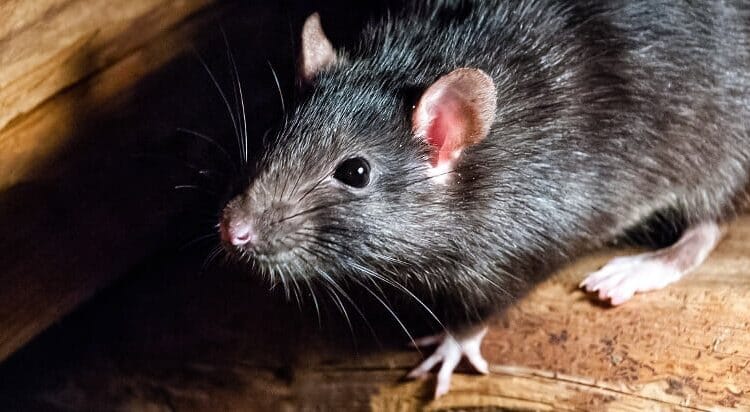 10 نصائح سهلة للوقاية من الفئران والقوارض داخل المنزل