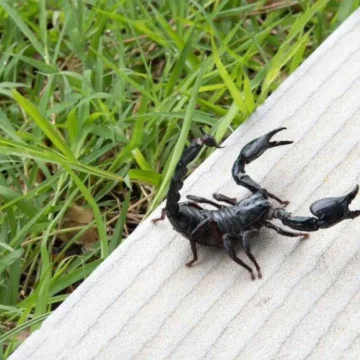 لماذا تظهر العقارب في منزلي؟