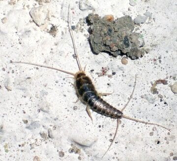 السمكة الفضية في المنزل: أصلح المشكلة