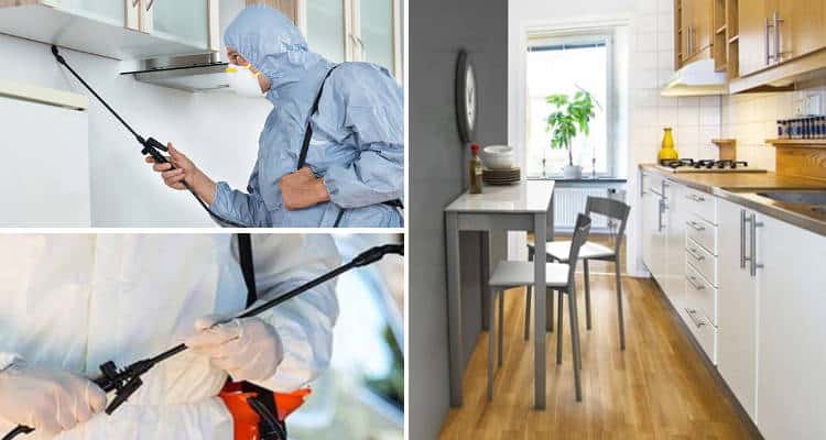مكافحة الحشرات والآفات المنزلية وكيفية التخلص منها