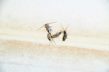 السمكة الفضية