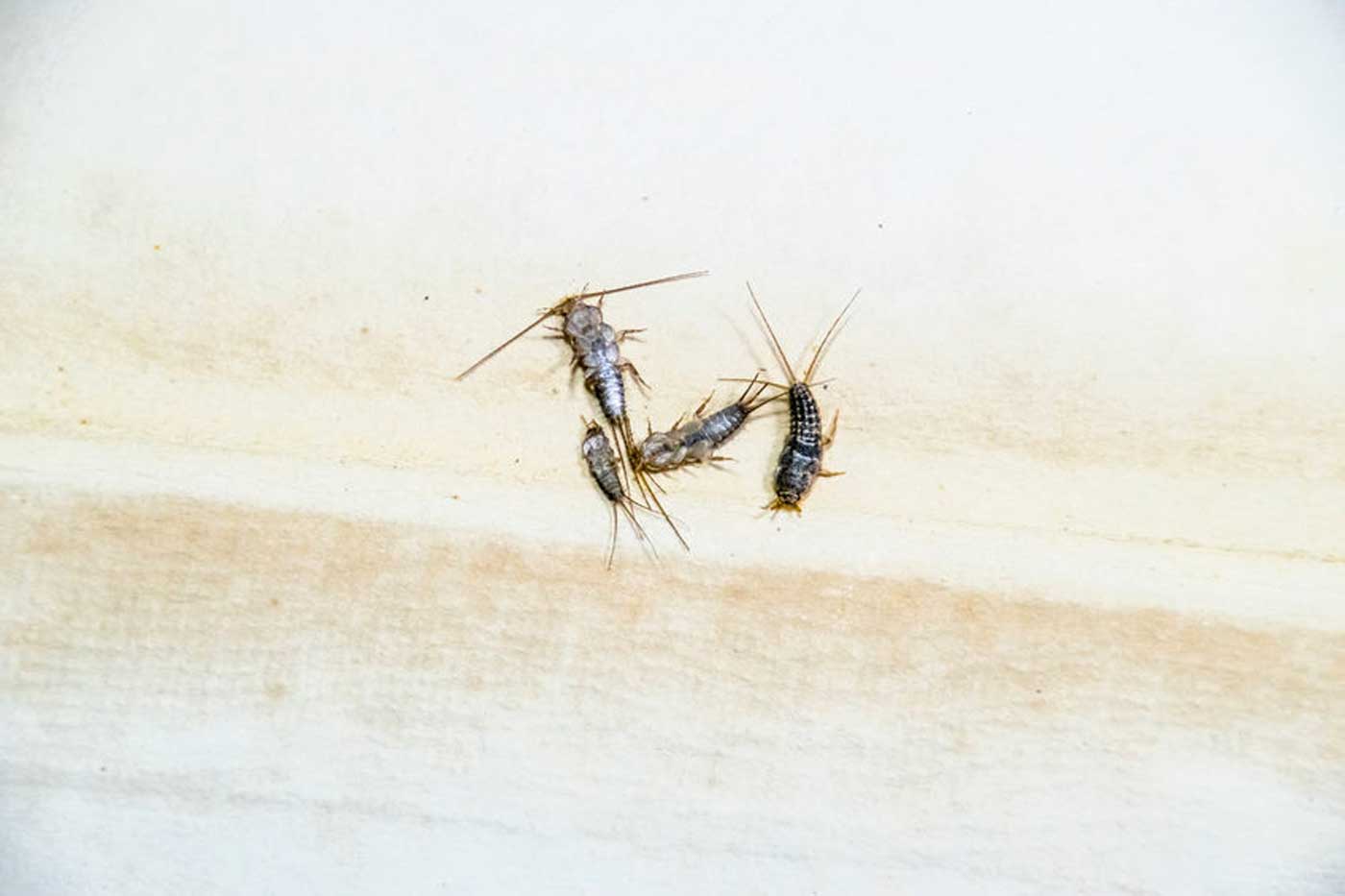 السمكة الفضية