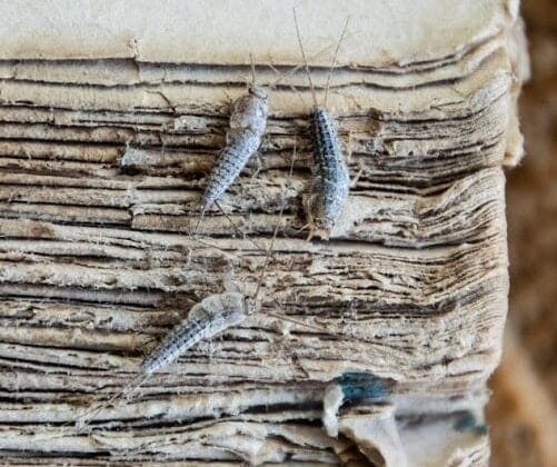 السمكة الفضية