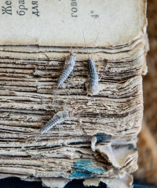 السمكة الفضية