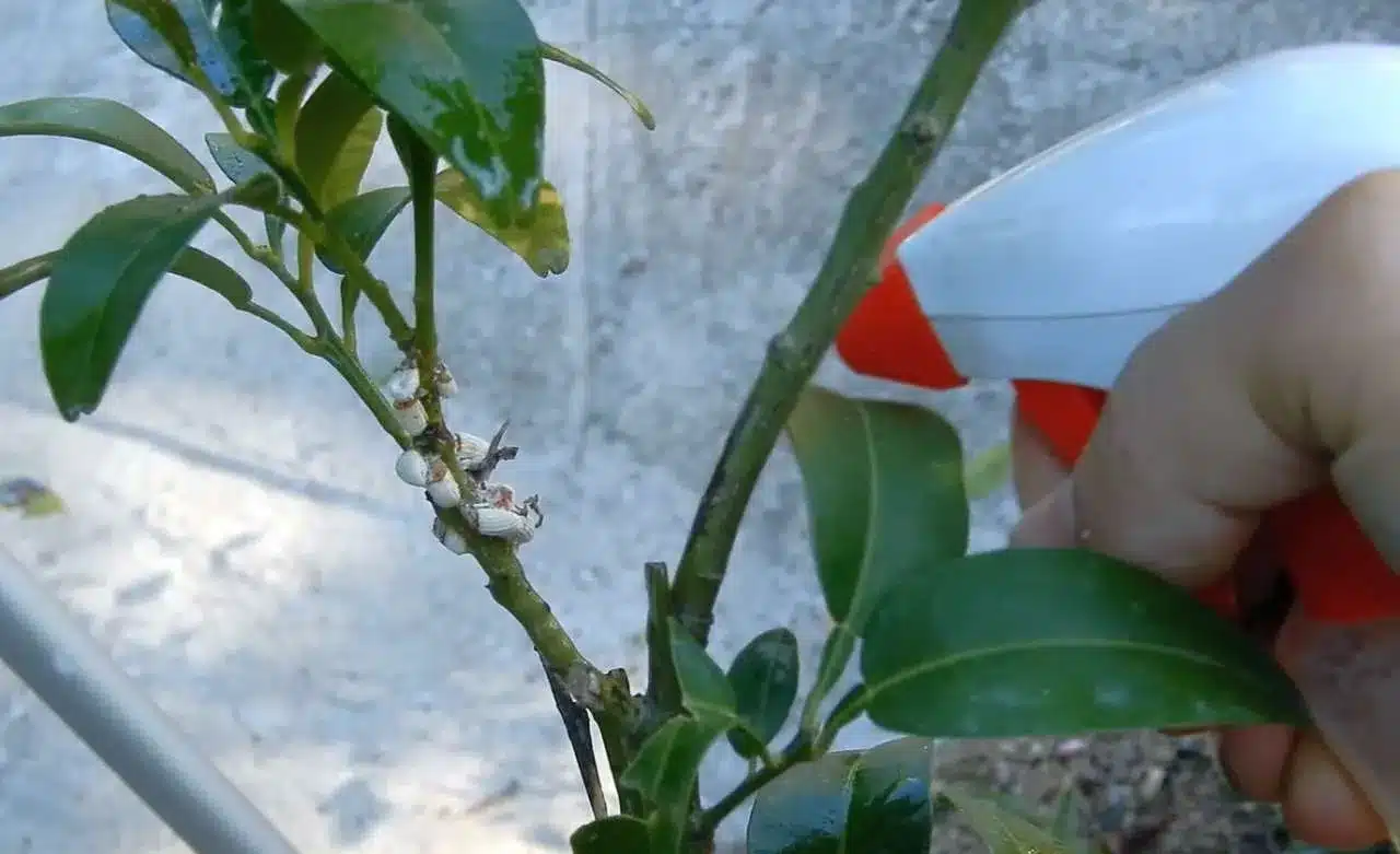 البق الدقيقي